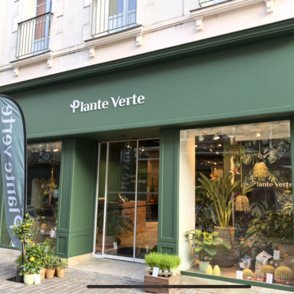 Plante Verte